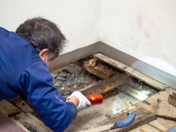 Best Fast Mold Removal  in South Pekin, IL