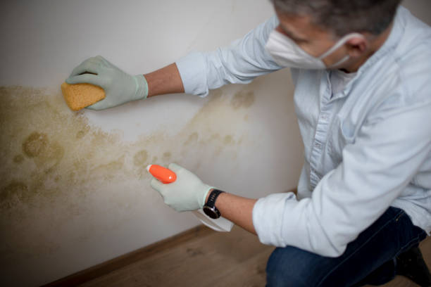 Best Mold Removal and Inspection  in South Pekin, IL