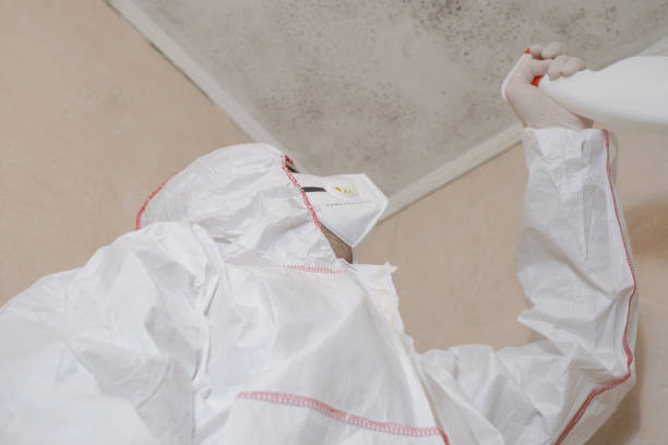Best Mold Damage Repair  in South Pekin, IL