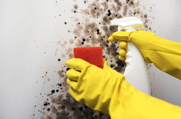 Best Mold Damage Repair  in South Pekin, IL