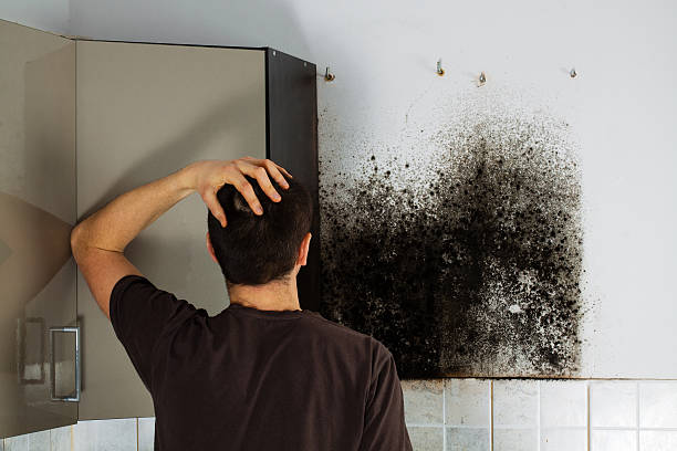 Best Mold Removal Specialists  in South Pekin, IL