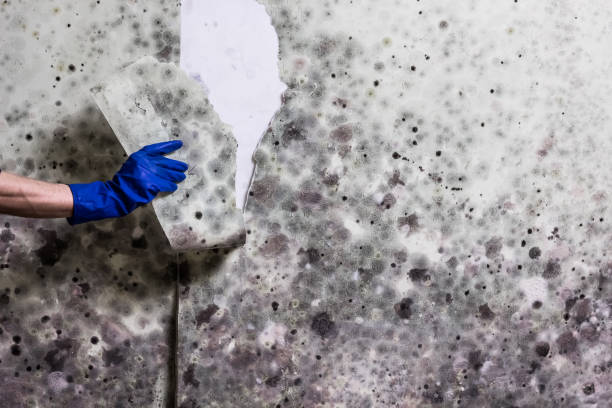 Best Crawl Space Mold Removal  in South Pekin, IL